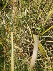 Panicum amarum