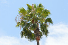 Washingtonia