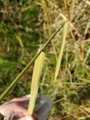 Panicum amarum