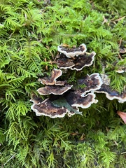 Thelephora terrestris