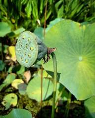 Nelumbo nucifera