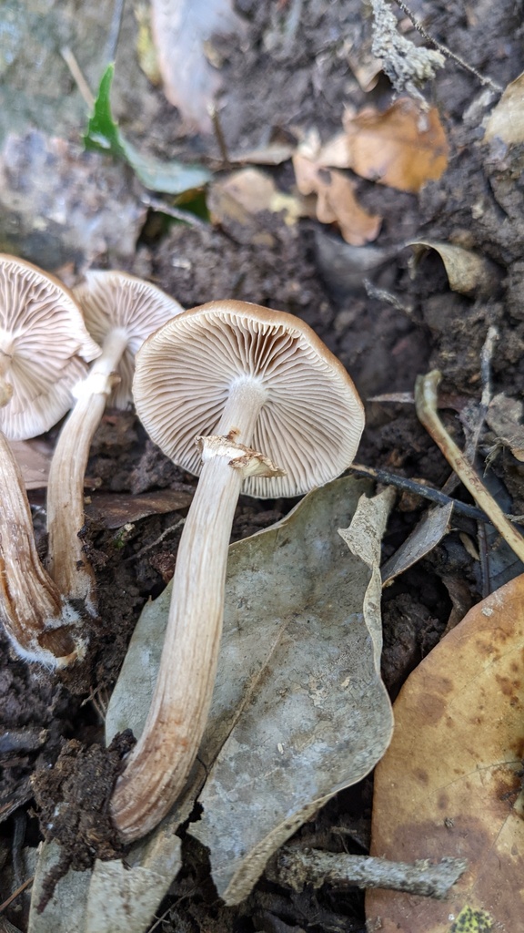 Cyclocybe erebia · October 2022 · photo: © atsushi_nakajima_cirque (iNaturalist, cc-by)