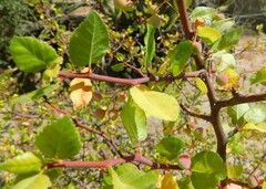 Bursera epinnata