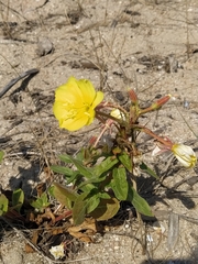 Oenothera glazioviana