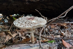 Chlorophyllum