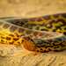 Anaconda Amarilla - Photo (c) anapaula2222, algunos derechos reservados (CC BY-NC)