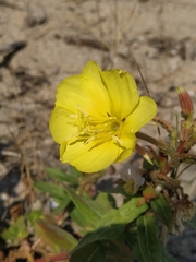 Oenothera glazioviana
