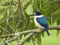 Todiramphus macleayii