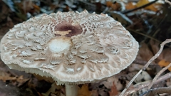 Chlorophyllum