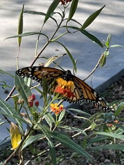 Danaus plexippus plexippus