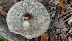 Chlorophyllum