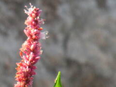 Persicaria barbata