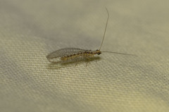 Eremochrysa punctinervis