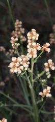 Baccharis articulata