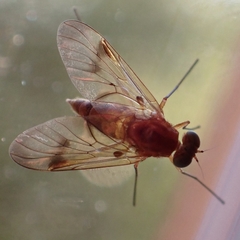 Chrysopilus