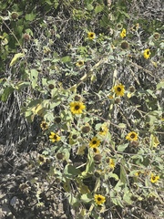 Helianthus argophyllus