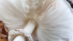 Chlorophyllum