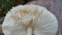 Chlorophyllum