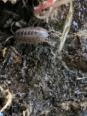 Porcellio gallicus