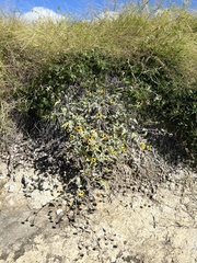 Helianthus argophyllus