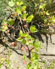 Bursera epinnata