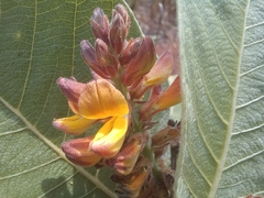 Eriosema verdickii