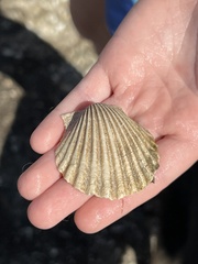 Argopecten irradians