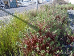 Epilobium hirtigerum