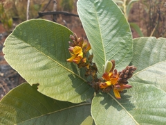 Eriosema verdickii