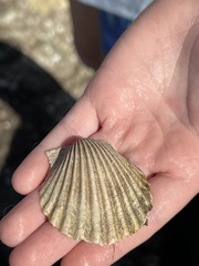 Argopecten irradians