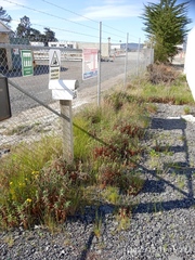Epilobium hirtigerum