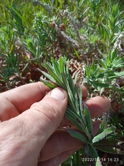 Epilobium hirtigerum
