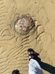 Rhopilema verrilli