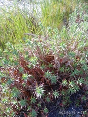 Epilobium hirtigerum