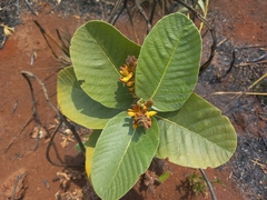 Eriosema verdickii