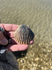 Argopecten irradians