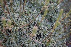 Petrophytum caespitosum