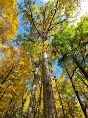 Quercus alba