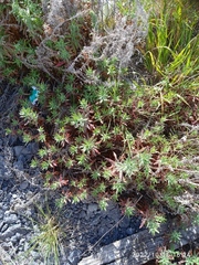 Epilobium hirtigerum