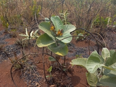 Eriosema verdickii