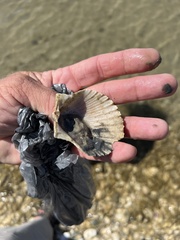 Argopecten irradians