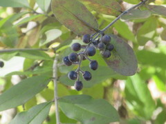 Ligustrum obtusifolium