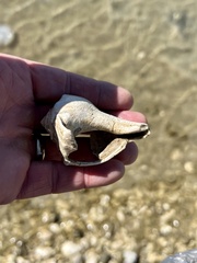 Sinistrofulgur pulleyi