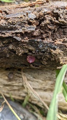 Ascocoryne cylichnium