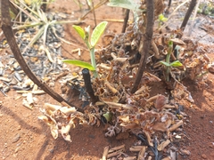 Eriosema verdickii