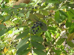 Ligustrum obtusifolium