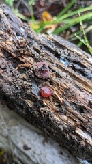 Ascocoryne cylichnium