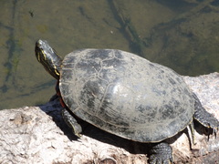 Chrysemys picta bellii