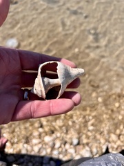 Sinistrofulgur pulleyi