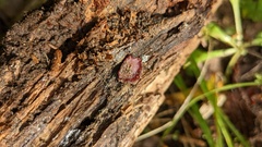 Ascocoryne cylichnium